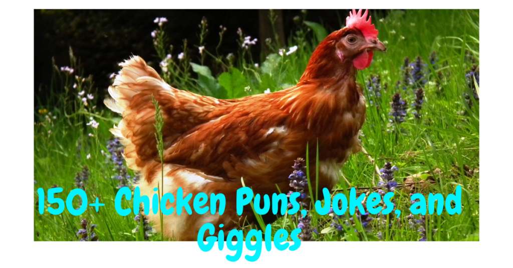 150+ Chicken Puns, Jokes, and Giggles