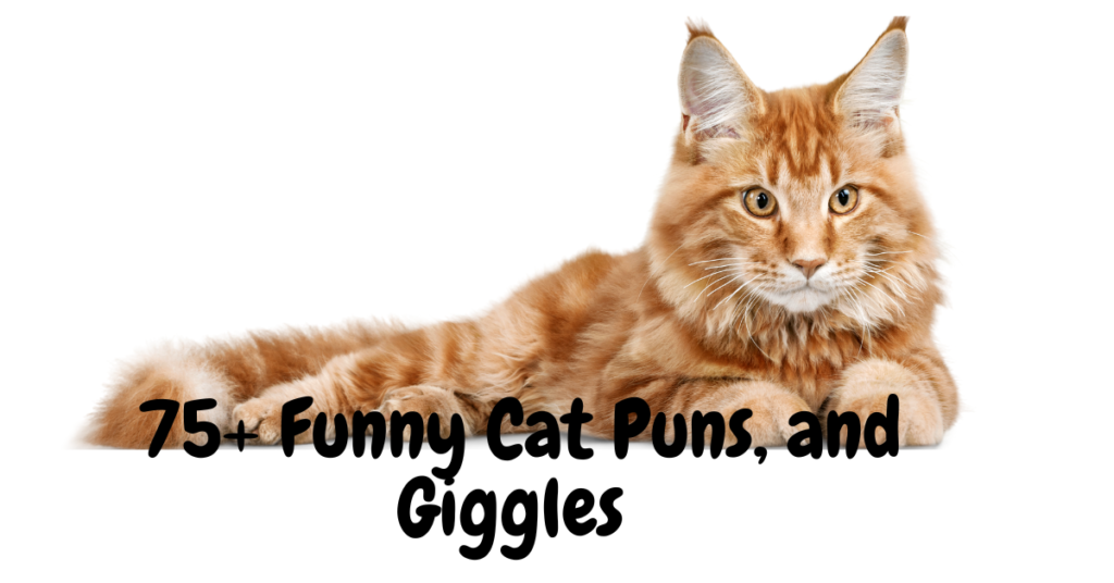 75+ Funny Cat Puns, Jokes, and Giggles: Purrfect Laughs for Cat Lovers