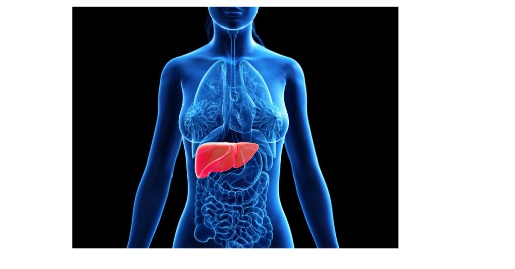 95+Funny Liver Puns, Jokes, and Giggles