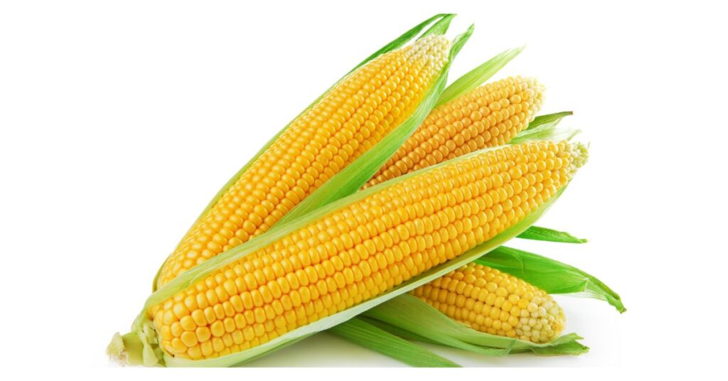 150+ Funny Corn Puns, Jokes, and Giggles