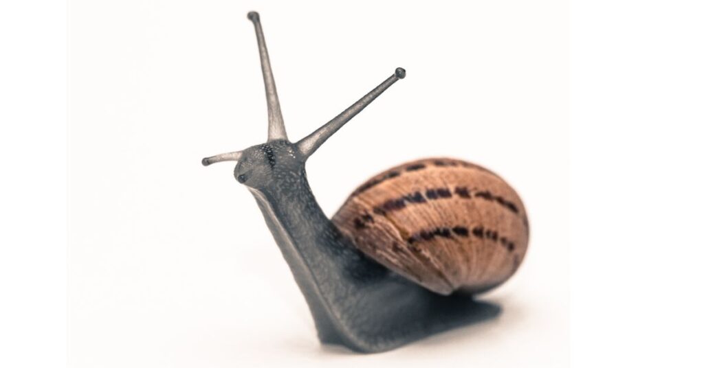 Snail Puns and giggles