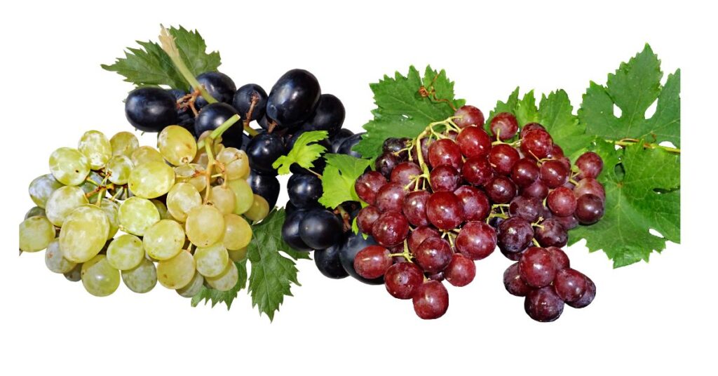 185+ Funny Grape Puns and Giggles