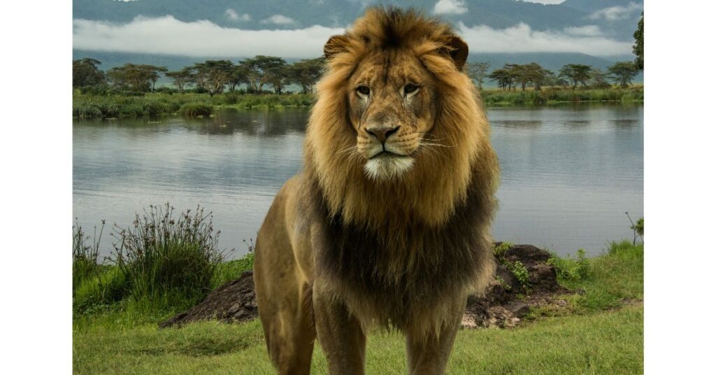 185+ Funny Lion Puns and Giggles to Make You Roar with Laughter!