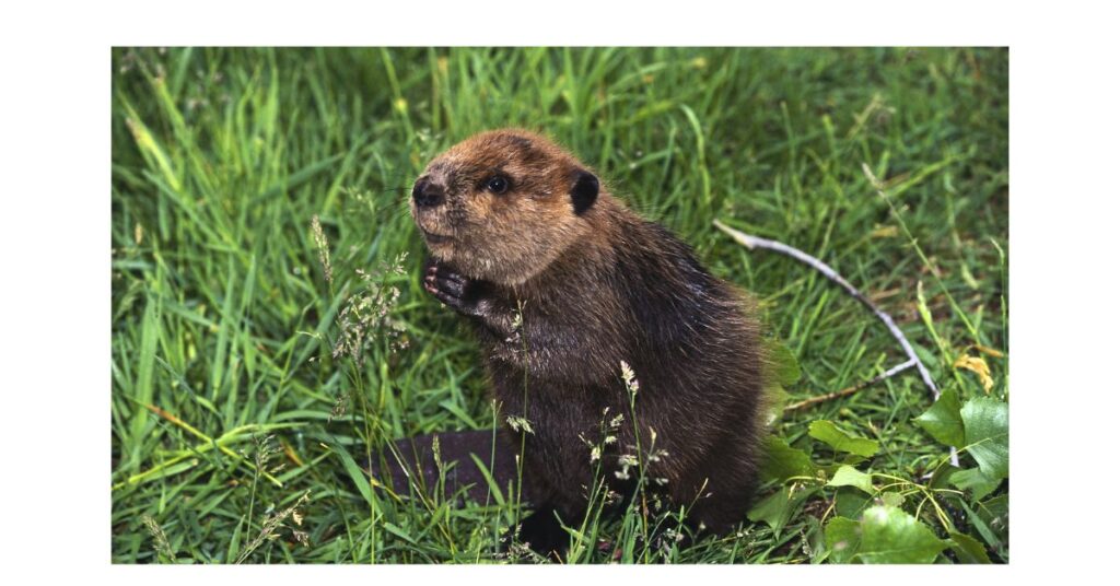 145+ Funny Beaver Puns and Giggles to Dam Your Day with Laughter