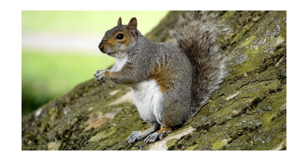 185+ Funny Squirrel Puns and Giggles to Brighten Your Day